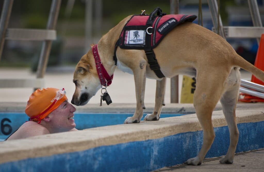 Rescue service dog